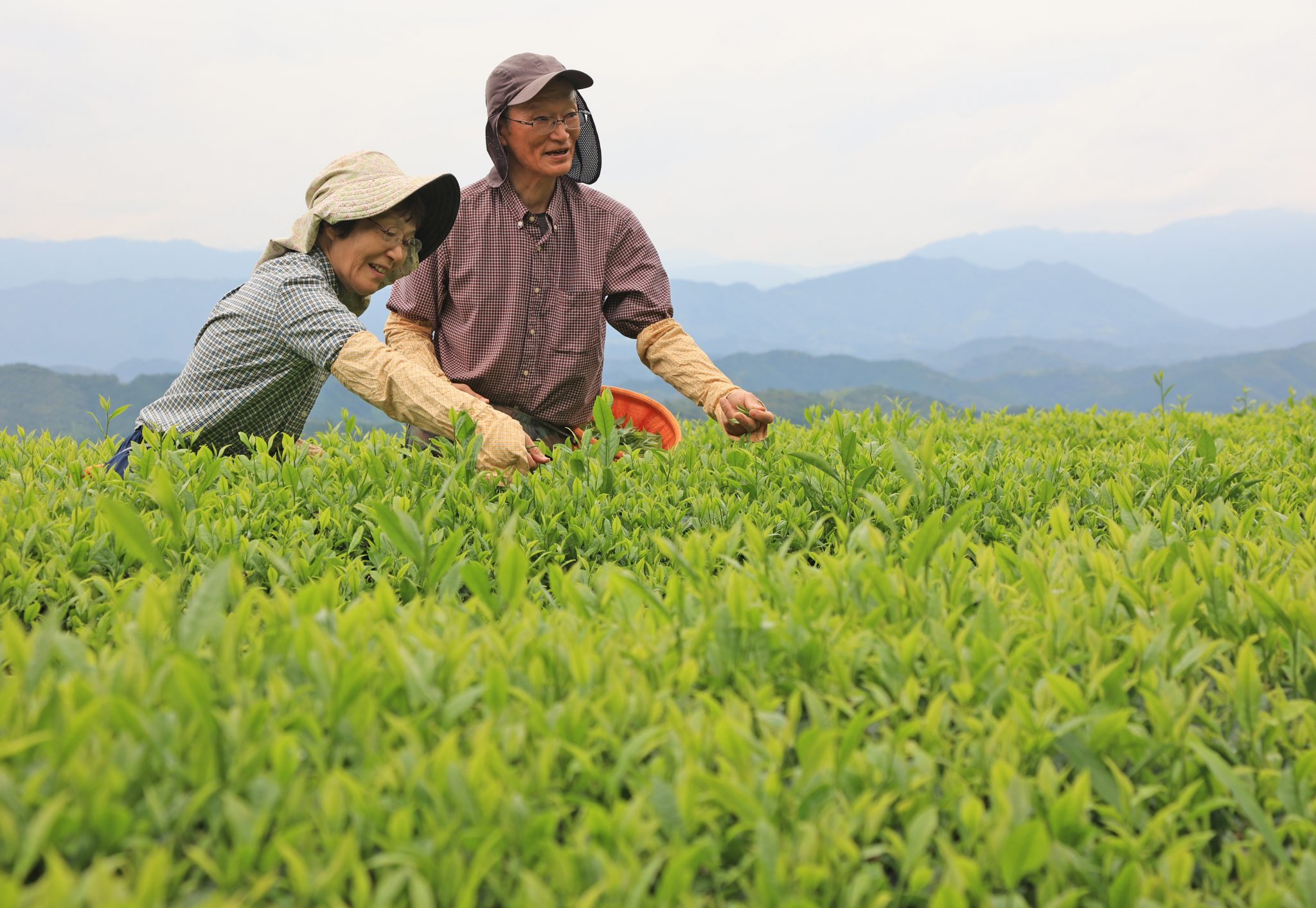 Agriculture